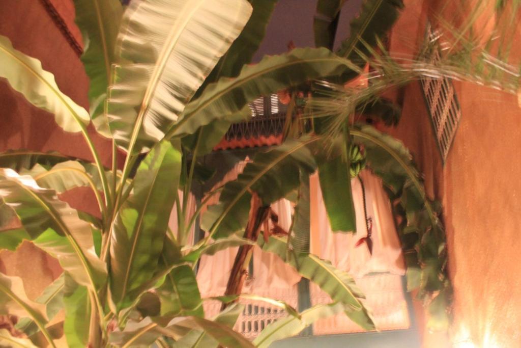 Riad Dar Mchicha Μαρακές Εξωτερικό φωτογραφία